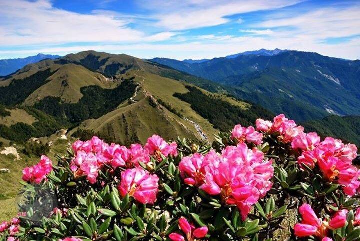 合歡山國家森林遊樂區